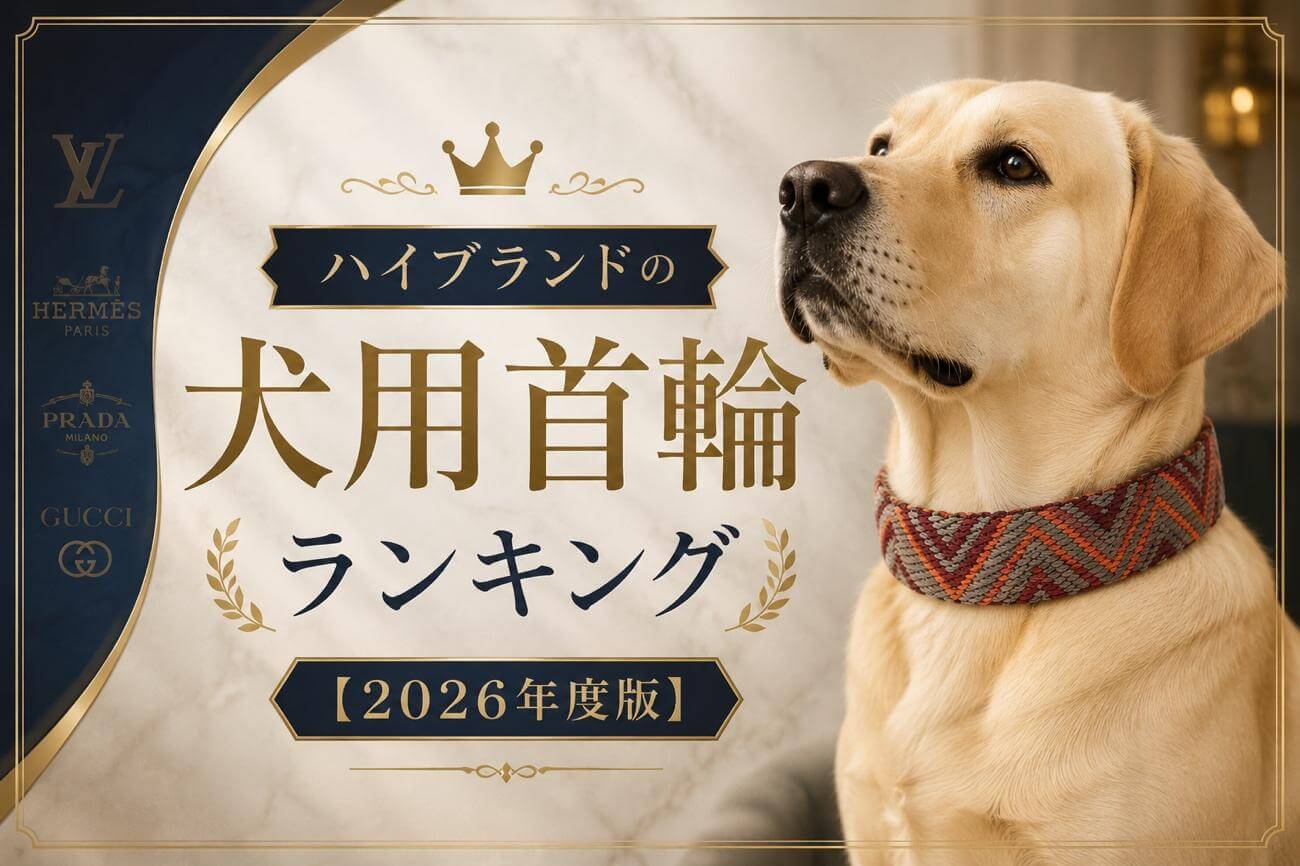 ハイブランドの犬用首輪ランキング【2026年度版】